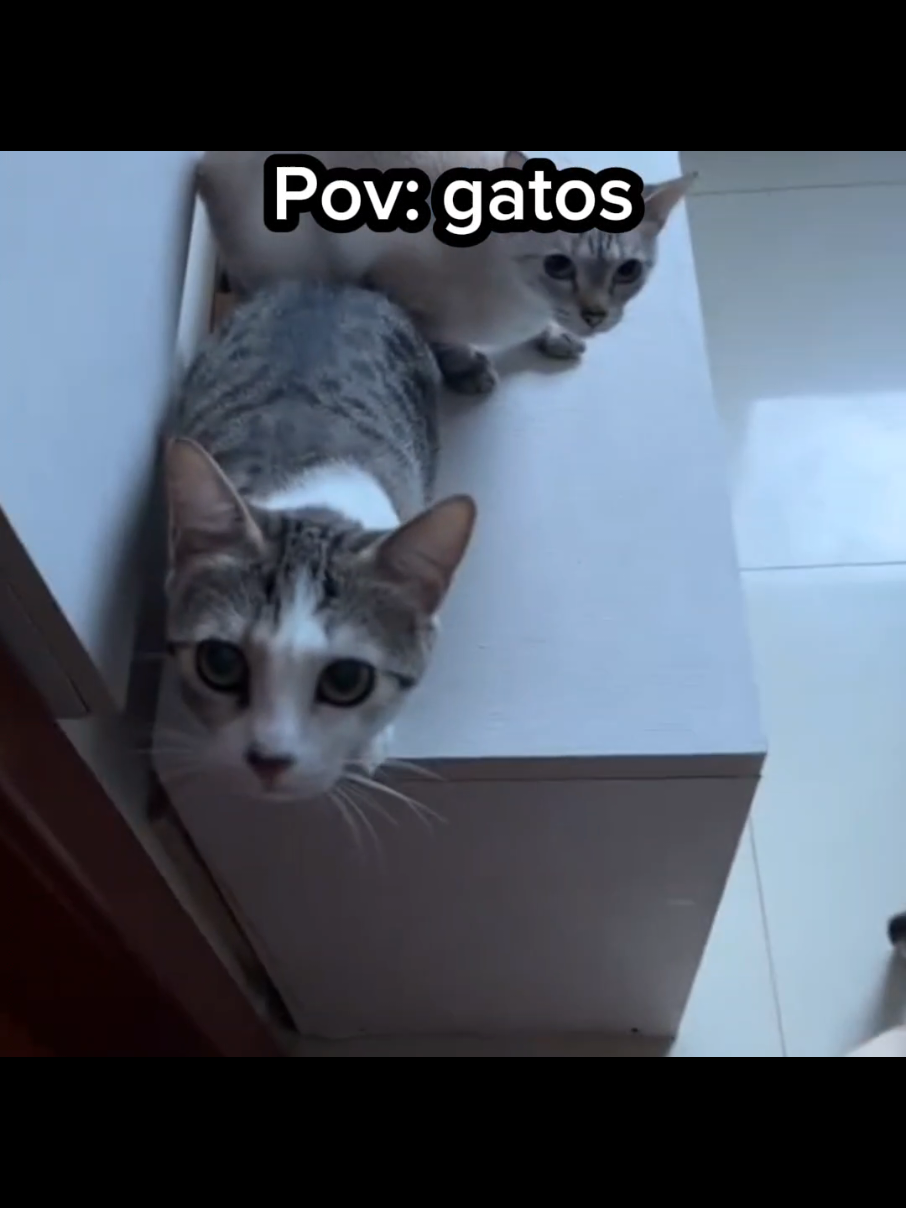 Pov: gatos    #gatos  #videoengracado  #videodehumor  #gatosengraçados 