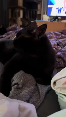 #mamapuma #catdaddyadventures #catsoftiktiok #cat 