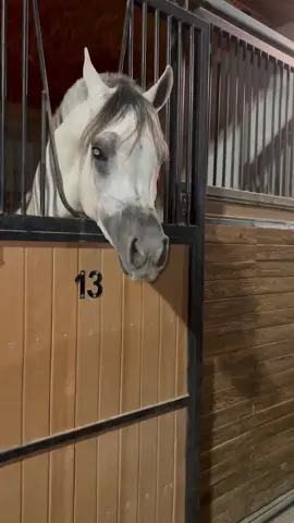 #بدر_عبدالمحسن #اكسبلورexplor #المزاحميه #مشاءالله_تبارك_الله #الخيل_العربي_الاصيل🐎 