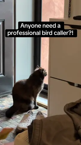 #catsoftiktok 