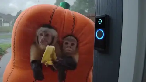 We got fruit, we'll share. #AI #AI #sora #sora2 #monkey 