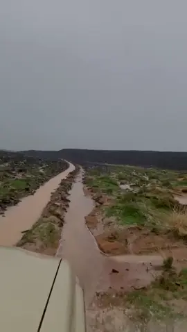 طريف#الشمال#محميه_حره_الحره#الاردن#القريات#