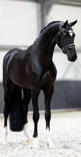 ​I found the real Black Beauty. ✨ That shine is illegal. Can you name a more iconic dressage horse? Drop the breed name below! 👇 ​#blackhorse ​#equestrian #horsetok #dressage #fyp  Watch this magnificent black dressage horse show off his power and elegance in the arena. His shine and movement are pure art!