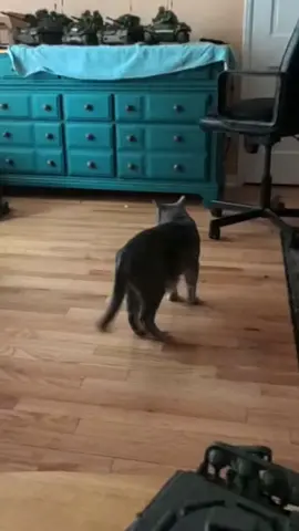 Insta 360v4. Tracking my boys #godblessamerica🇺🇸🙏🏻 #catsoftiktok #catslovers #insta360x4 