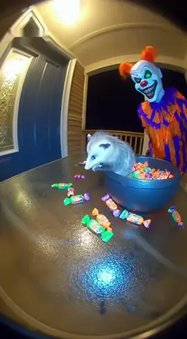 The possum is NOT playing games 😭 #foryou #funny #possum #doorbellcamera #halloween 