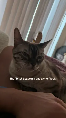 Not the jealous type 🤣 …. #cattok 