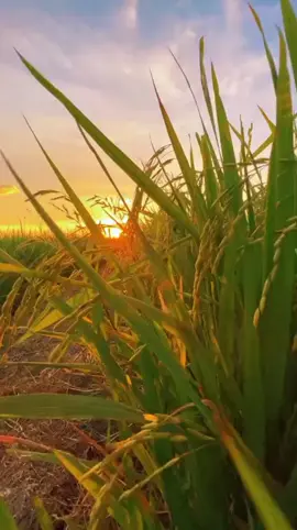 Bismillahirrahmanirrahim  #Assalamualaikum  #motivasihidup  #bersangkabaik  #bersyukurselalu  #fypppppppppppp 