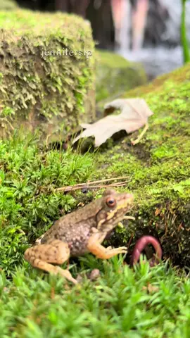 Little frog gets flipped by worm #frog #funny #froggy #fall #foryou 