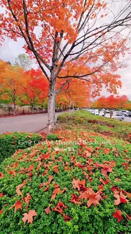 ubicado en 1201 Lake Washington Blvd N Renton, WA 98056 #paratiiiiiiiiiiiiiiiiiiiiiiiiiiiiiii #seattlewashington #Otoño #viraltiktok 