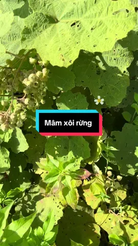 Công dụng của cây mâm xôi rừng #noitiettonu #xuhuong #xuhuongtiktok #mamxoi #xuongkhop 