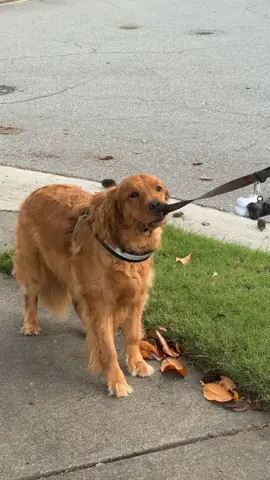 That’s gonna be a no from Gus  #goldenretriever #halloween #goldenretrieverlife 