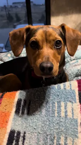 Road Dog Lemmy is on Day 4 of RV Life. We have gone from Pacific Time to Central Time . Lemmy says he doesn’t care what time it is he can put himself to bed when he wants to. #dogsoftiktok #roaddog #adoptdontshop #travelwithdogs 