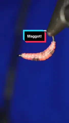 Maggot! Hook: Ahrex FW527 size 12  Thread: TheFlySmith 32D gsp  Underbody: Fulling mill floss Latex: TheFlySmith Natural Resin: Uv craft  Tools: TheFlySmith  #fly #flytying #flytyingjunkie #theflysmith #flytyingtutorial 