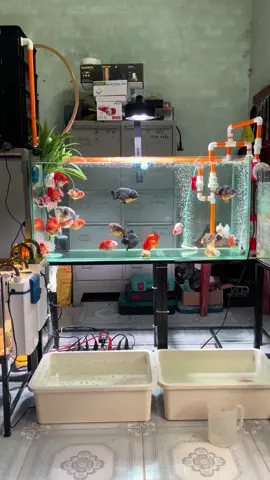 Có thể cho mình xem hồ cá của các bạn được k? #chill #cavang #ranchu #oranda #heonuoc