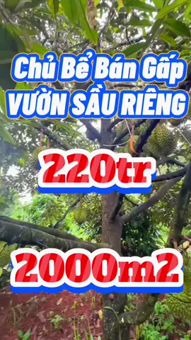 ☀️ Vườn sầu DT 2000m2 sẵn nhà c4, giá 220TR (Có ng.hàng hỗ trợ vay). Quan tâm chi tiết LH ☎️ O816..042.871 #bấtđộngsảnsàigòn #datvuongiare #bds #xuhuongtiktok #tiktokviral 