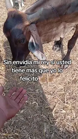 #fyppppppppppppppppppppppp #guatemala🇬🇹viral #paratiiiiiiiiiiiiiiiiiiiiiiiiiiiiiii #fashiontiktok #ganaderia🐂🐎 