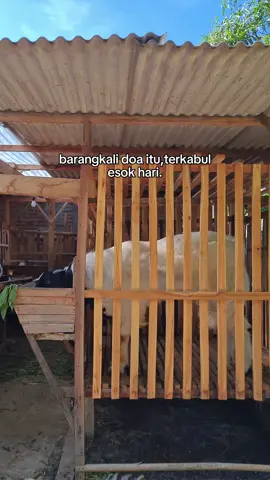 amin paleng banter #CapCut #ternaketawa #etawaluarbiasa 