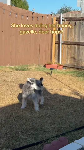 I just love recoding her like a proud dad lol 😂 #schnauzersoftiktok #minischnauzer #funnydog #funnypets #austintx 