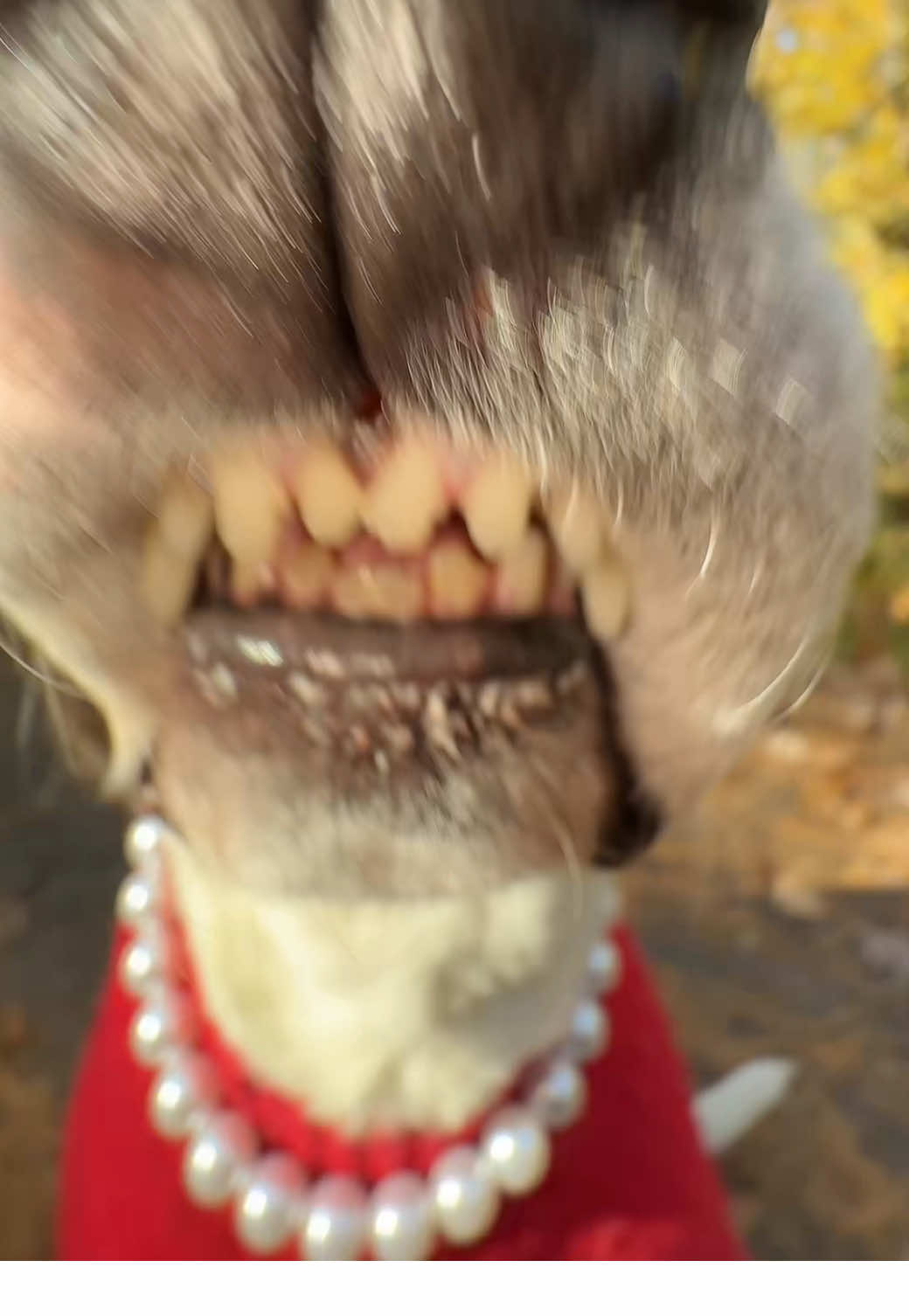 Guten Morgan Sonnenschein! Ja ja ja! #deutsch #deutschland🇩🇪 #memes #cassandra 