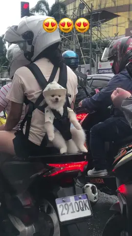 Cutie patootie🥰🥰🥰. #cutedog 