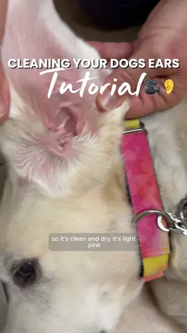 Dr. Block walks how to do it from start to finish! Stay tuned for part 2 if your pup is less cooperative 🤪🙌 #animallover #earcleaning #dogears #dogsoftiktok #viraltiktok 