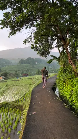 suasana pagi yang indah di jalanan pinggir sawah,bikin tenang 🌾🍃#fyp #tinggaldikampung #kampunghalaman #suasanapedesaan #xybca 