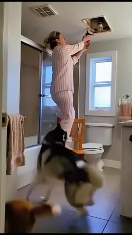 My husky loves me too much #fyp #viral #husky #dog #funnyvideo 