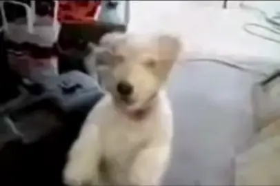 #fypシ゚ #meme #humor #perroriendo#parati 