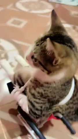 Những chú mèo đáng yêu #cat #mèo #catsoftiktok #funny #votri 