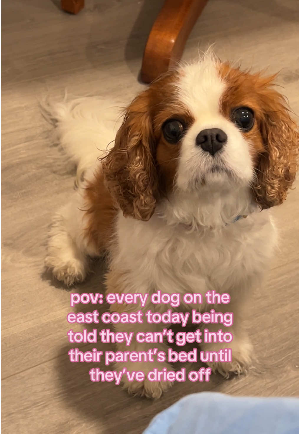 tell this nor’easter to kick rocks #creatorsearchinsights #cavalierkingcharles #petcontent #pethumor #petmom #clingypet 