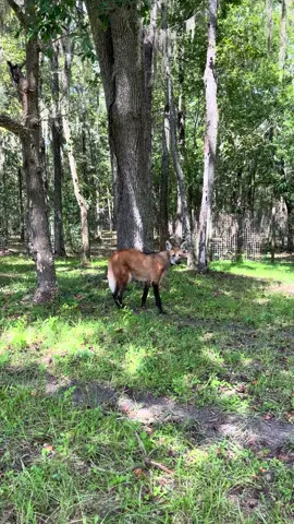 Maned wolves are truly mesmerizing to watch  #manedwolf #wolf #enchanted #zookeeper #zoolife 