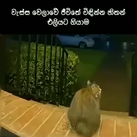අඩෝ එහෙම අවුලක් නෑ මට 😼❤️‍🩹#trending #viral #fpyシ #foryou 