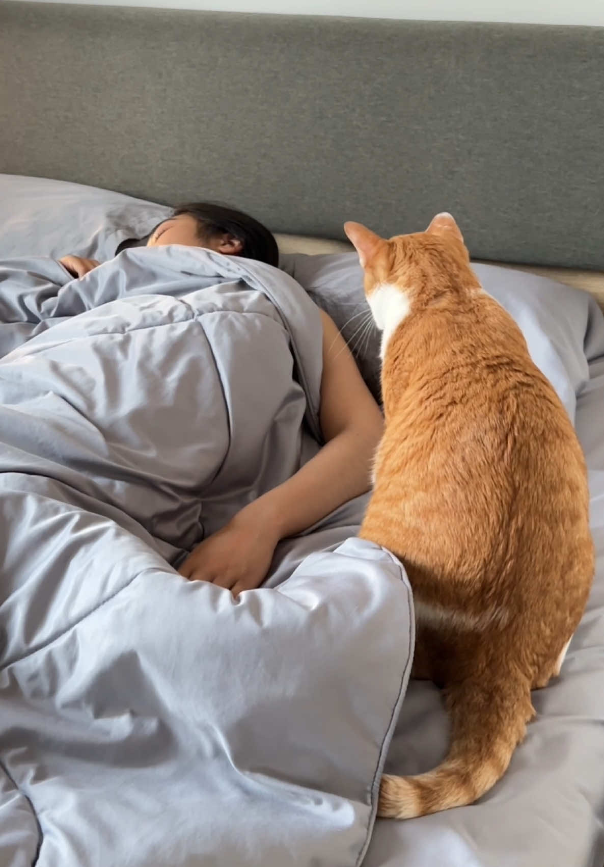 ตื่นมาเทเปียกให้แมวได้แล้วววว 🐱 #แมว #แมวส้ม #ส้มเผือก 