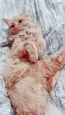 PERIOD. #cats #mycat #cattok 