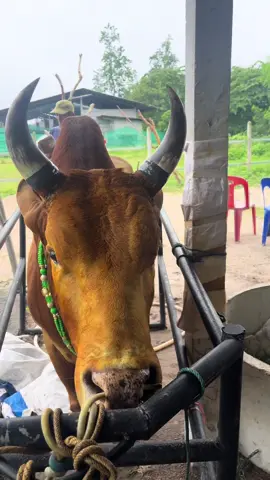 แดงงามคะนองศึกลูกปัตตานี🐮
