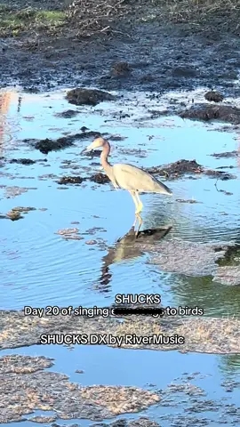 #fnf #fnfmod #shucks #birdwatching #autism 
