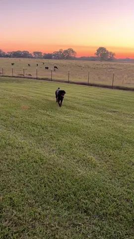 My Boy Rosco made 2 years old today! ##Rosco #rottweiler #rottweilersoftiktok looking for a female! #dogsoftiktok #louisiana 