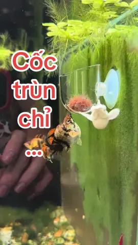 ăn trùn chỉ trên cao... #aquarium #mollyfish #hoca #molly #discusfish 