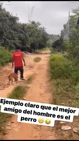 por eso dicen que es el mejor amigo del hombre los perritos 