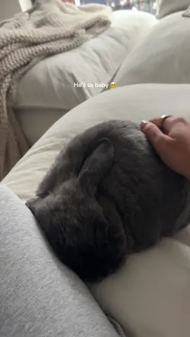 The way he’s cuddled up #bunny #PetsOfTikTok #petrabbit 