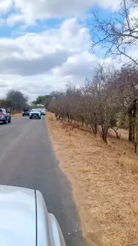 *A real Zebra 🦓 crossing 🚸*