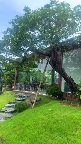 Gà vàng bung lộc