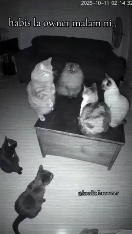 #kittycat #planning #catsoftiktok #fyppppppppppppppppppppppp 