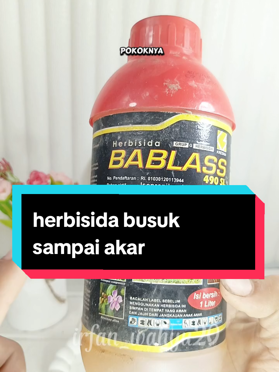 Herbisida rumput busuk sampai akar! #herbisidasistemik #herbisidabablass #herbisidarumput #herbisidamurah #glifosat 