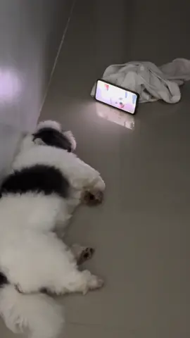 Video call muna si Lola sakanyang favorite apo 🤭🥹 #fyp #dogsoftiktok #shihtzusoftiktok #cutedog #funnydog 