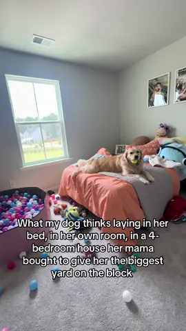 Yes I bought my dog a 4-bedroom house to give her the bigger yard and her own room. 