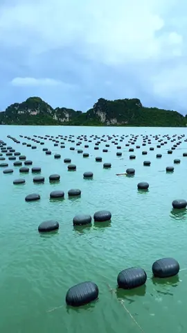 Hoàn thành sổ đầu tiên, hi vọng mưa thuận gió hoà  #HausuaQN 