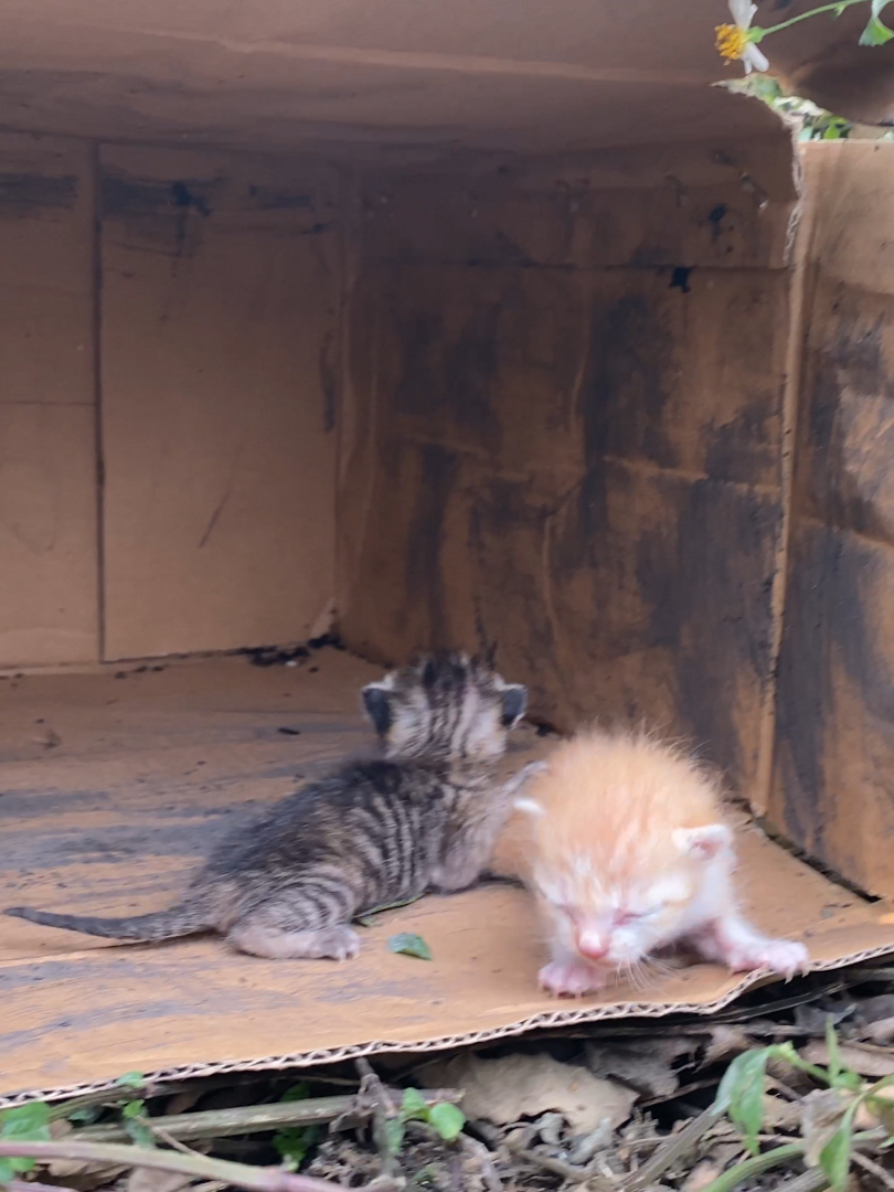 while i was exercising near my house i heard kittens meowing so i went to check and saw these two poor kittens and i decided to adopt them #animalsoftiktok #animallover #deer #rescue #fyp #animals #puppy #rescue #animals #cat #rescue #animals #cat #rescue #fyp #animals #mypuppy #rescue #animals
