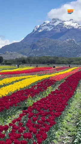 ACOMPAÑAMOS EL INICIO DE LA TEMPORADA DE TULIPANES EN SU 10° ANIVERSARIO  El lanzamiento de una de las postales más esperadas del año tuvo lugar sobre la ruta nacional 259, a 13 kilómetros de Trevelin. Como cada primavera, el colorido del campo de tulipanes se convierte en un atractivo turístico para visitantes y turistas. Durante la visita, se pueden recorrer los senderos del cultivo, sabores típicos de la zona en la confitería, propuestas culturales y la tradicional feria de artesanos con productos regionales. Abrimos las puertas del corazón de nuestra cordillera, con un tapiz de colores al pie de las montañas que invita a conectar con lo más profundo de nuestra identidad chubutense.