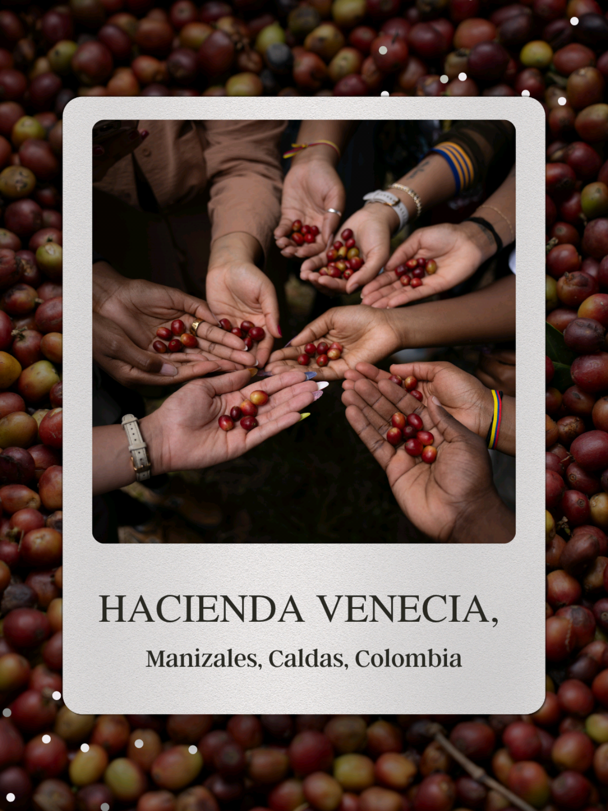 This place felt unreal. Stayed on a coffee farm in Colombia, picked my own beans, and had meals that tasted like home. Simple. Real. Unforgettable. #colombiatravel  #cinematictravel  #CoffeeLovers #IntrepidTravel  #nomadnesstraveltribe  @Working Coffee Farm 